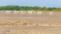 Of donkeys walking in a rural outdoor setting along a dirt path, surrounded by green grass and sky Royalty Free Stock Photo