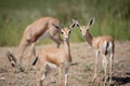 Group of dorcas gazelle on alert