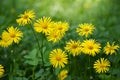 Group of Doronicum yellow flowers in the garden in spring in bloom. Selective focus Royalty Free Stock Photo