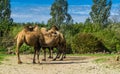 Group of double bumped camels standing together in a nature landscape