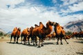 Group of double hump camels in the desert in Nubra Valley, Ladakh, India Royalty Free Stock Photo