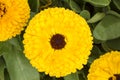 Group of Double Yellow Calendula Officinalis with Dark Heart