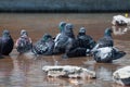 Group of doves cooling down in a water fountain on a summer day