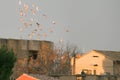 Group of doves flying