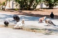 Group of doves pigeons birds sitting on the pavement walkway in Athens, Greece