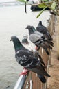 Group of doves on railing Royalty Free Stock Photo