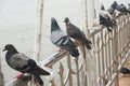 Group of doves on railing