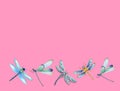 Group of dragon flays flying isolated in color background Royalty Free Stock Photo