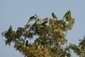 A Group of Drara Parrots Royalty Free Stock Photo