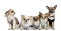 Group of dressed chihuahuas