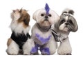 Group of dressed and groomed Shih-tzu's Royalty Free Stock Photo