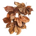 A Group of Dried Brown Leaves with Veins Visible Royalty Free Stock Photo