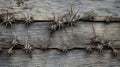 Prickly Spikes: Eerie Symbolism Of Cactus On Weathered Wood