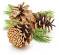 Group dried cones pine of wild pine. With green leaves Isolated on white background.