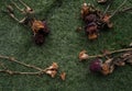 Group of dried rose on green grass ground floor