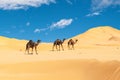 Group of dromedaries in the Omani Rub al-Chali Desert Royalty Free Stock Photo