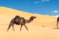 Group of dromedaries in the Omani Rub al-Chali Desert Royalty Free Stock Photo