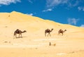 Group of dromedaries in the Omani Rub al-Chali Desert Royalty Free Stock Photo