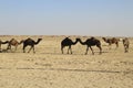 Group of a dromedary camel