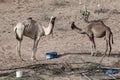 A group of dromedary camels Camelus dromedarius eating hay in a camel farm in the United Arab Emirates