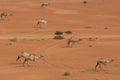 A group of dromedary camels Camelus dromedarius walking acorss the desert sand in the United Arab Emirates