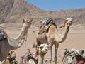 A group of dromedary camels in the parking lot