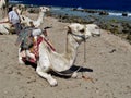 Group of dromedary camels on the Red Sea