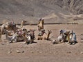 Group of dromedary camels on vacation