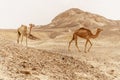 Group of dromedary camels walking in wild desert heat nature.