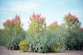 a group of droughttolerant shrubs in bloom Royalty Free Stock Photo