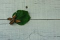 Group of dry flakes with hazelnuts next to a green hazelnut leaf Royalty Free Stock Photo