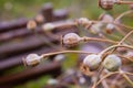 Group of dry heads capsules of the ripened poppy Royalty Free Stock Photo