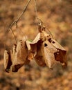 Group of dry leave on the branch abstract nature background Royalty Free Stock Photo