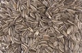 Group of dry sunflower seeds