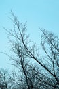 Dry tree branches against blue sky Royalty Free Stock Photo