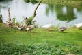 Group duck in the park