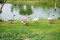 Group duck in the park Royalty Free Stock Photo