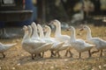 Group of duck in Thai farm, Thailand Royalty Free Stock Photo