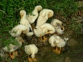 A group of duckling Royalty Free Stock Photo