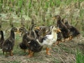 A group of duckling Royalty Free Stock Photo
