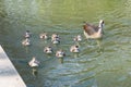 Group of Ducklings Following Mother Pond Local Small Cute Bright