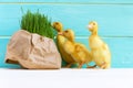 Group Ducklings with Grass on the Bright Blue Background. Copy Space