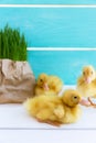 Group Ducklings with Grass on the Bright Blue Background. Copy Space