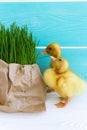 Group Ducklings with Grass on the Bright Blue Background. Copy Space