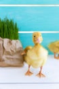 Group Ducklings with Grass on the Bright Blue Background. Copy Space