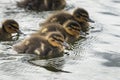 A group of ducklings swimming in the lake