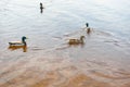 Group of ducks actively swims in pond in park in morning light Royalty Free Stock Photo