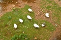 Group Of Ducks In Ayllon Cradle Of The Red Villages Besides Beautiful Medieval Village In Segovia. Architecture Landscapes Travel