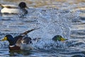 two ducks chasing after each other in the water and some others swimming in the water Royalty Free Stock Photo