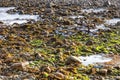 Group of ducks in Beach with rocks and vegetation in Galway Bay Royalty Free Stock Photo